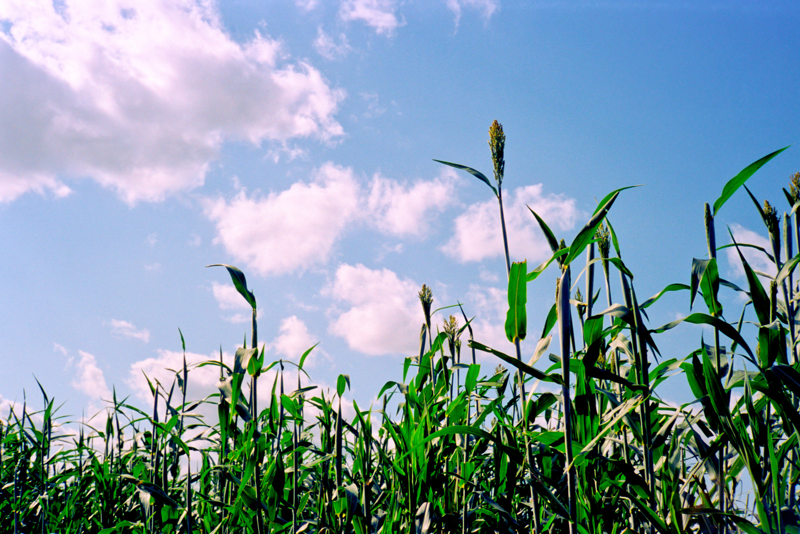 Corn field, Austin, Texas